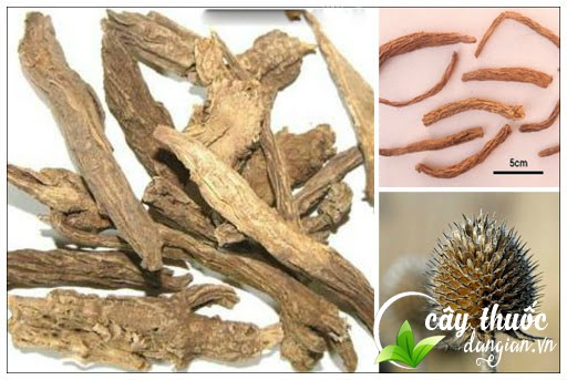 tuc-doan-chua-dau-moi-gan-cot